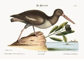 Le pêcheur d